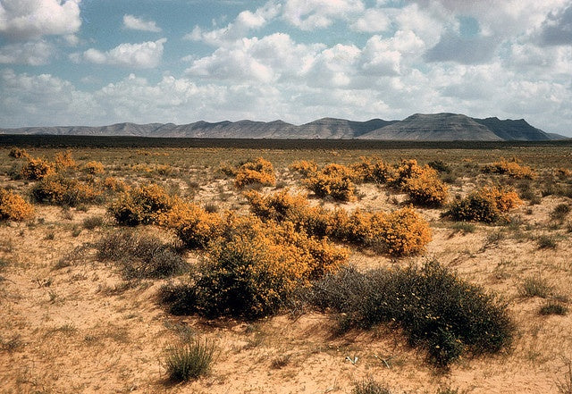 Sun-drying chillis, Libya